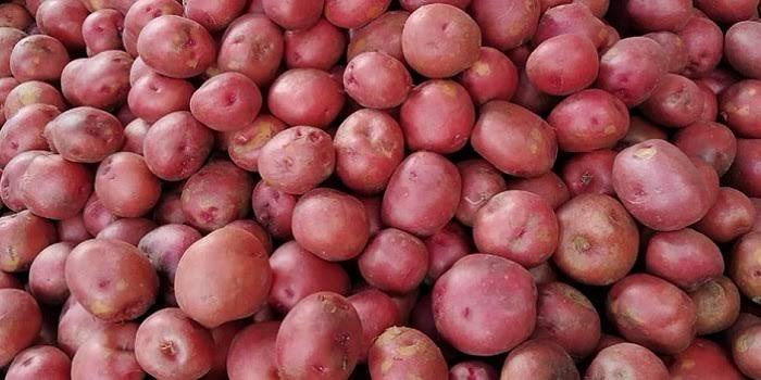 Batata vermelha fresca from Bangladeche